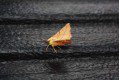 Canary Shouldered Thorn (Ennomos alniaria)