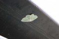 Light Emerald ( Campaea margaritata)