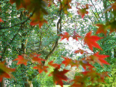 Autumn Leaves