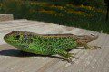 Sand Lizard (Lacerta agilis)
