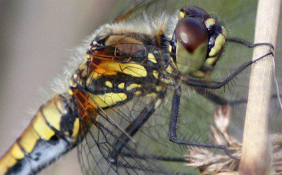 Close up of Dragonfly