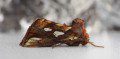 Gold Spot Moth