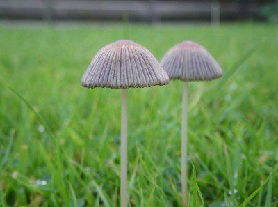 Mini-mushromms