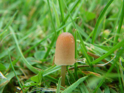 Mini-mushroom