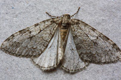 November Moth
