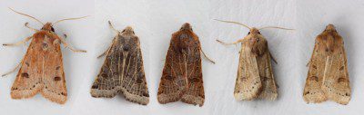 Lunar Underwings