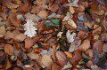 Autumn Leaves