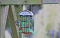 Blue Tits on a feeder