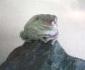 White Tree Frog