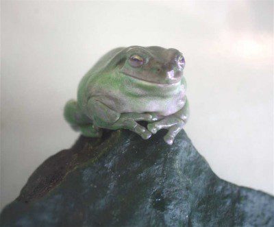White's Tree Frog