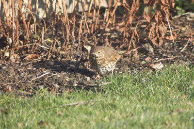 Song Thrush