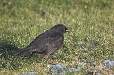 Blackbird