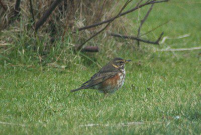 Redwing