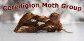 Ceredigion Moth Group