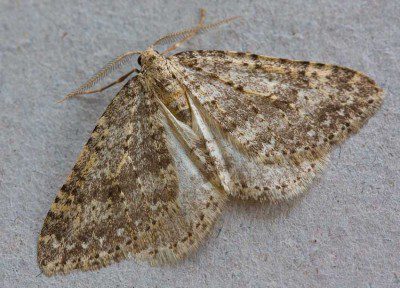 Mottled Grey Moth