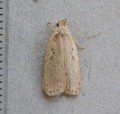 Agonopterix sp.