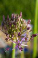 Alium