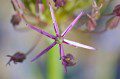 Alium