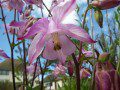 Aquilegia