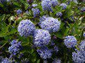 Ceanothus