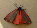 Cinnabar