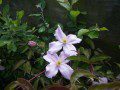 Clematis