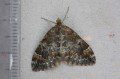 Common Marbled Carpet