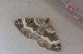 Common Carpet