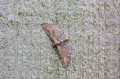 Common Pug