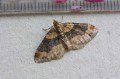 Dark-barred Twin-Spot Carpet