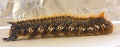 Drinker Caterpillar