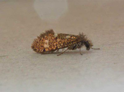 Eriocrania subpurpurella
