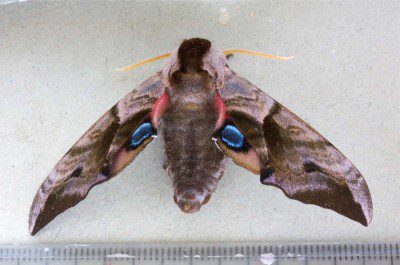 Eyed Hawkmoth