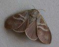 Fox Moth