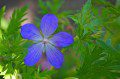 Geranium
