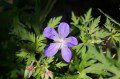 Geranium