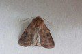 Small Square-spot