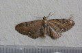 Common Pug