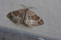 Red Twin-spot Carpet