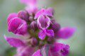 Lamium