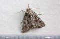 Lychnis