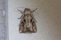 Pale-shouldered Brocade