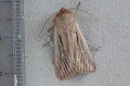 Shoulder-striped Wainscot