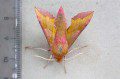 Small Elephant Hawkmoth