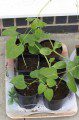 Beans and Courgettes