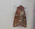 Broom Moth
