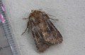 Brown Rustic