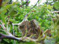 Caterpillar Nest