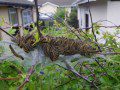 Lackey Moth Caterpillars