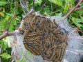 Caterpillar Invasion